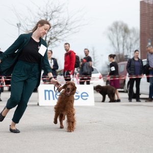 CAC nacionalna izložba pasa