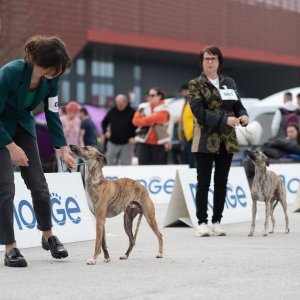 CAC nacionalna izložba pasa