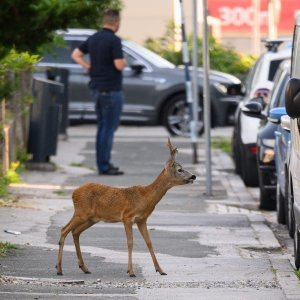 Srndać luta Zagrebom