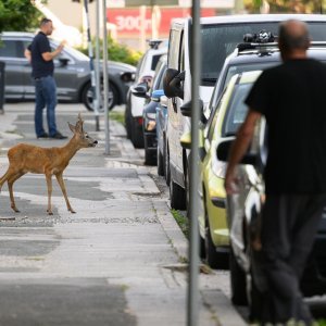 Srndać luta Zagrebom