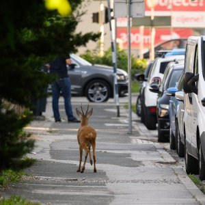 Srndać luta Zagrebom