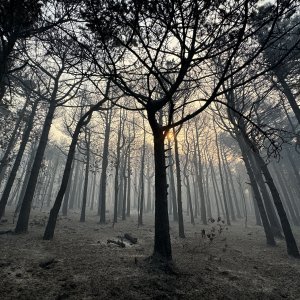 Apokaliptične fotografije uništene šume parka Biokovo