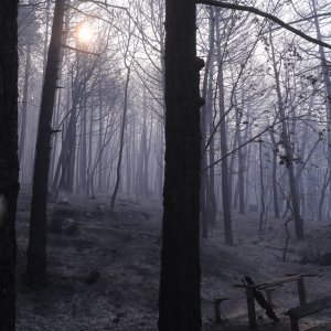 Apokaliptične fotografije uništene šume parka Biokovo