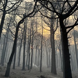 Apokaliptične fotografije uništene šume parka Biokovo