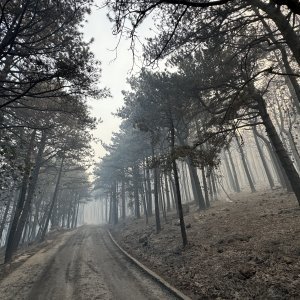 Apokaliptične fotografije uništene šume parka Biokovo