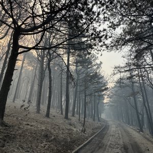 Apokaliptične fotografije uništene šume parka Biokovo