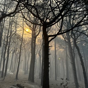 Apokaliptične fotografije uništene šume parka Biokovo