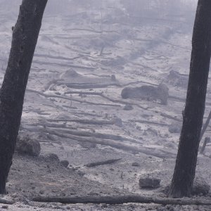 Apokaliptične fotografije uništene šume parka Biokovo