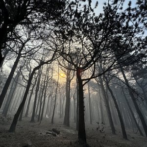 Apokaliptične fotografije uništene šume parka Biokovo