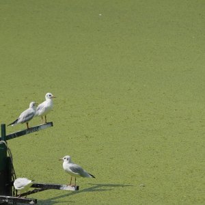 Sava u Beogradu zelene boje