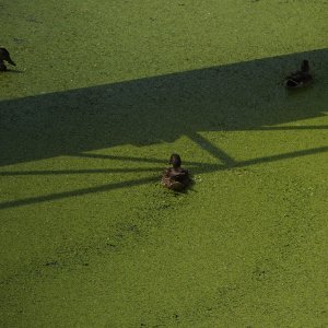 Sava u Beogradu zelene boje