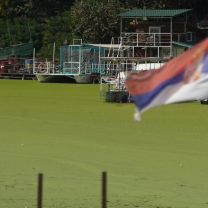 Sava u Beogradu zelene boje