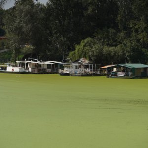 Sava u Beogradu zelene boje