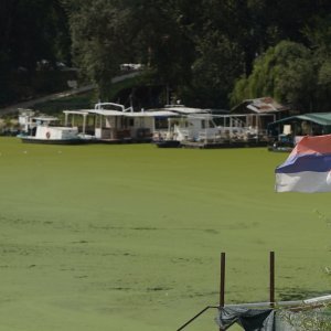 Sava u Beogradu zelene boje