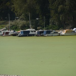 Sava u Beogradu zelene boje