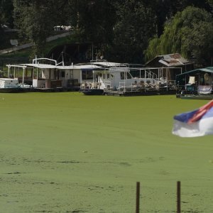 Sava u Beogradu zelene boje