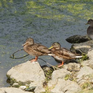 Sava u Beogradu zelene boje