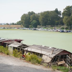 Sava u Beogradu zelene boje