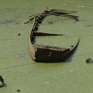 Sava u Beogradu zelene boje