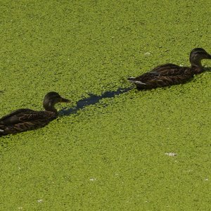 Sava u Beogradu zelene boje