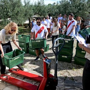 prvenstvo u branju maslina