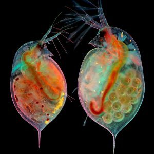 15. Dvije vodene buhe (Daphnia sp.) s embrijima (lijevo) i jajima (desno)