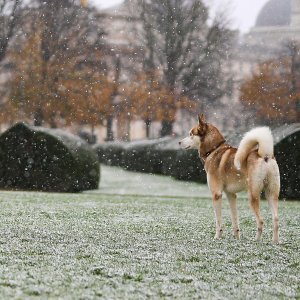 Pariz pod snijegom