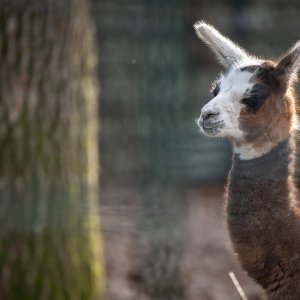 U zagrebačkom zoološkom vrtu na svijet je došla beba ljama