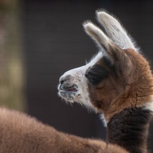 U zagrebačkom zoološkom vrtu na svijet je došla beba ljama