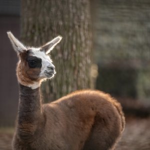 U zagrebačkom zoološkom vrtu na svijet je došla beba ljama