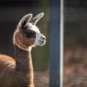 U zagrebačkom zoološkom vrtu na svijet je došla beba ljama