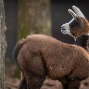 U zagrebačkom zoološkom vrtu na svijet je došla beba ljama