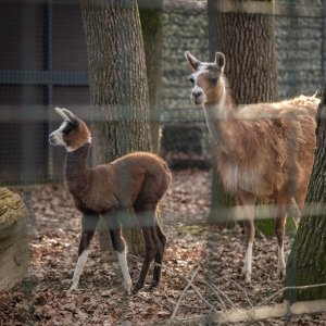 U zagrebačkom zoološkom vrtu na svijet je došla beba ljama