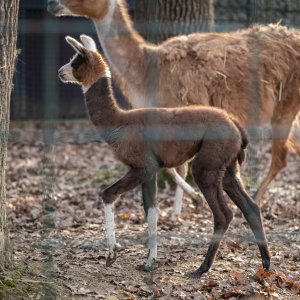 U zagrebačkom zoološkom vrtu na svijet je došla beba ljama