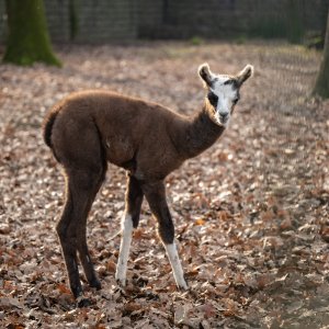 U zagrebačkom zoološkom vrtu na svijet je došla beba ljama