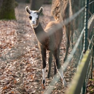 U zagrebačkom zoološkom vrtu na svijet je došla beba ljama