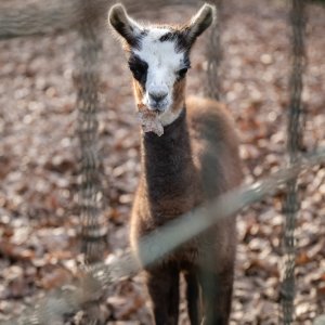 U zagrebačkom zoološkom vrtu na svijet je došla beba ljama