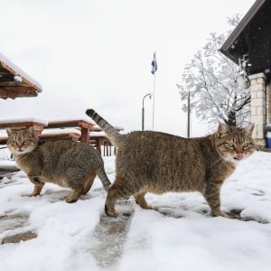 imska idila na Zelenoj magistrali iznad zagrebačkog naselja Gajnice