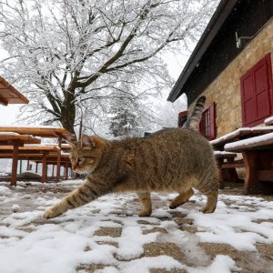 imska idila na Zelenoj magistrali iznad zagrebačkog naselja Gajnice