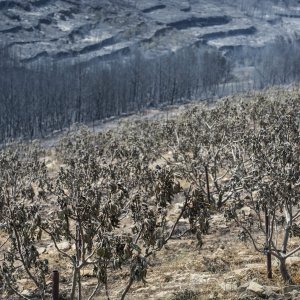 Zgarište u Žrnovnici u srpnju prošle godine