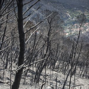 Zgarište u Žrnovnici u srpnju prošle godine