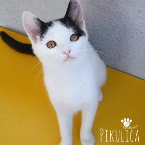 Pikulica