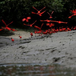 Ibisi na obalama države Amapa u Brazilu