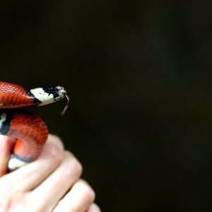 Meksička mliječna zmija u tropskoj kući u zagrebačkom ZOO-u