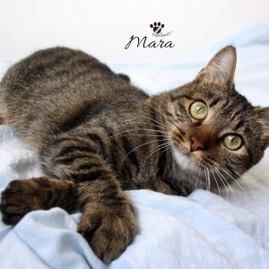 Mara