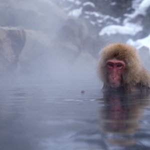 Makaki uživaju u japanskim toplicama