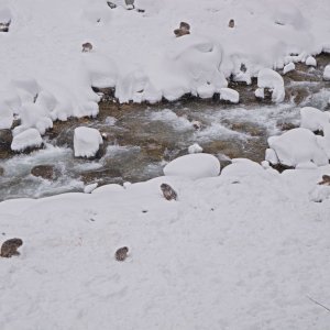 Makaki uživaju u japanskim toplicama