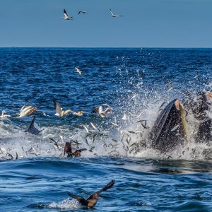 Najveća migracija riba i morskih sisavaca na planetu