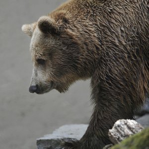 Zagrebački ZOO proslavio 93. rođendan