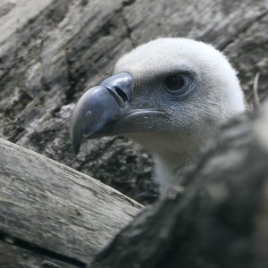 Zagrebački ZOO proslavio 93. rođendan